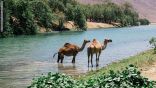“خريف صلالة”.. سر عُمان المذهل